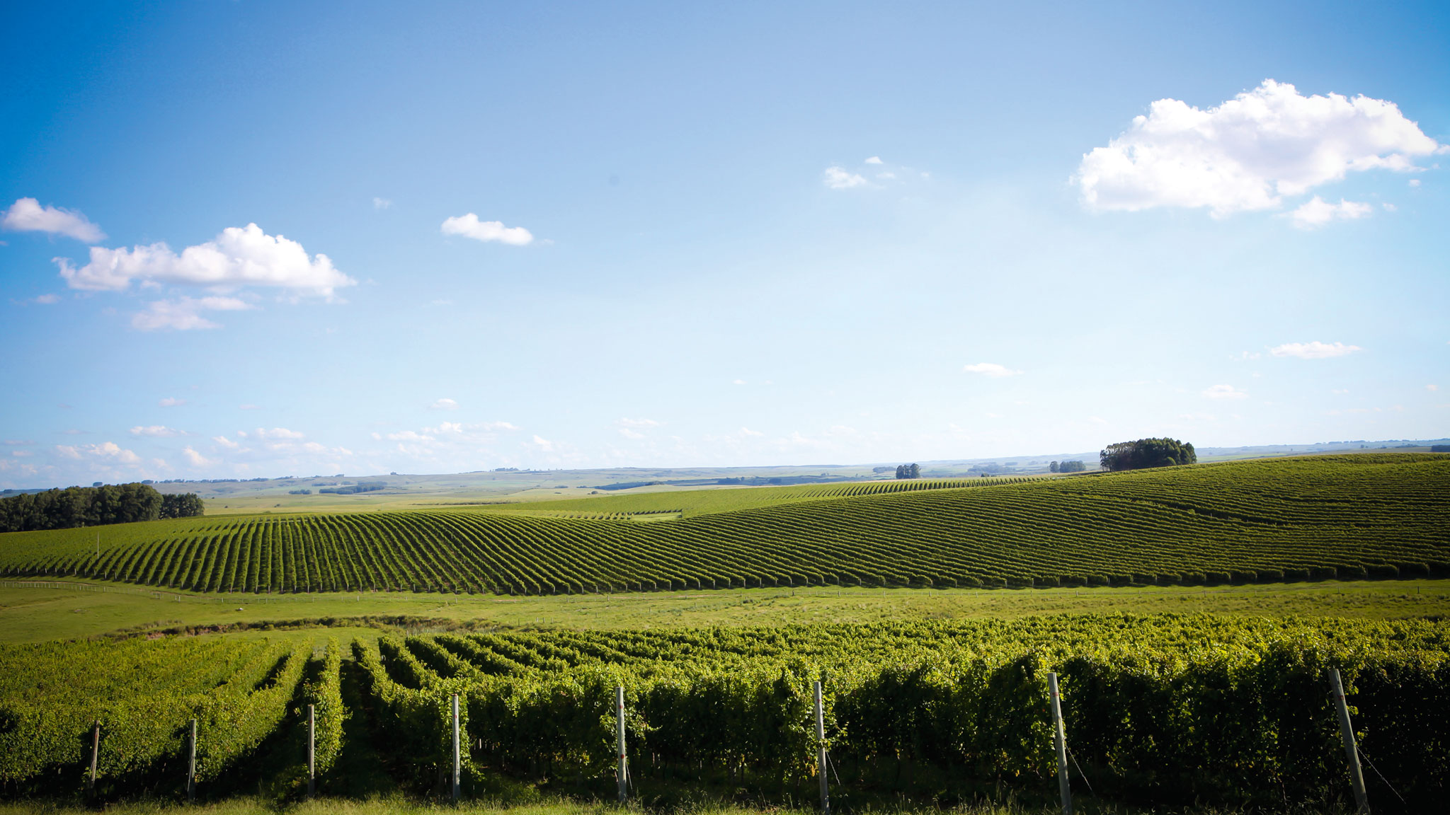 Five of the best Brazilian wines