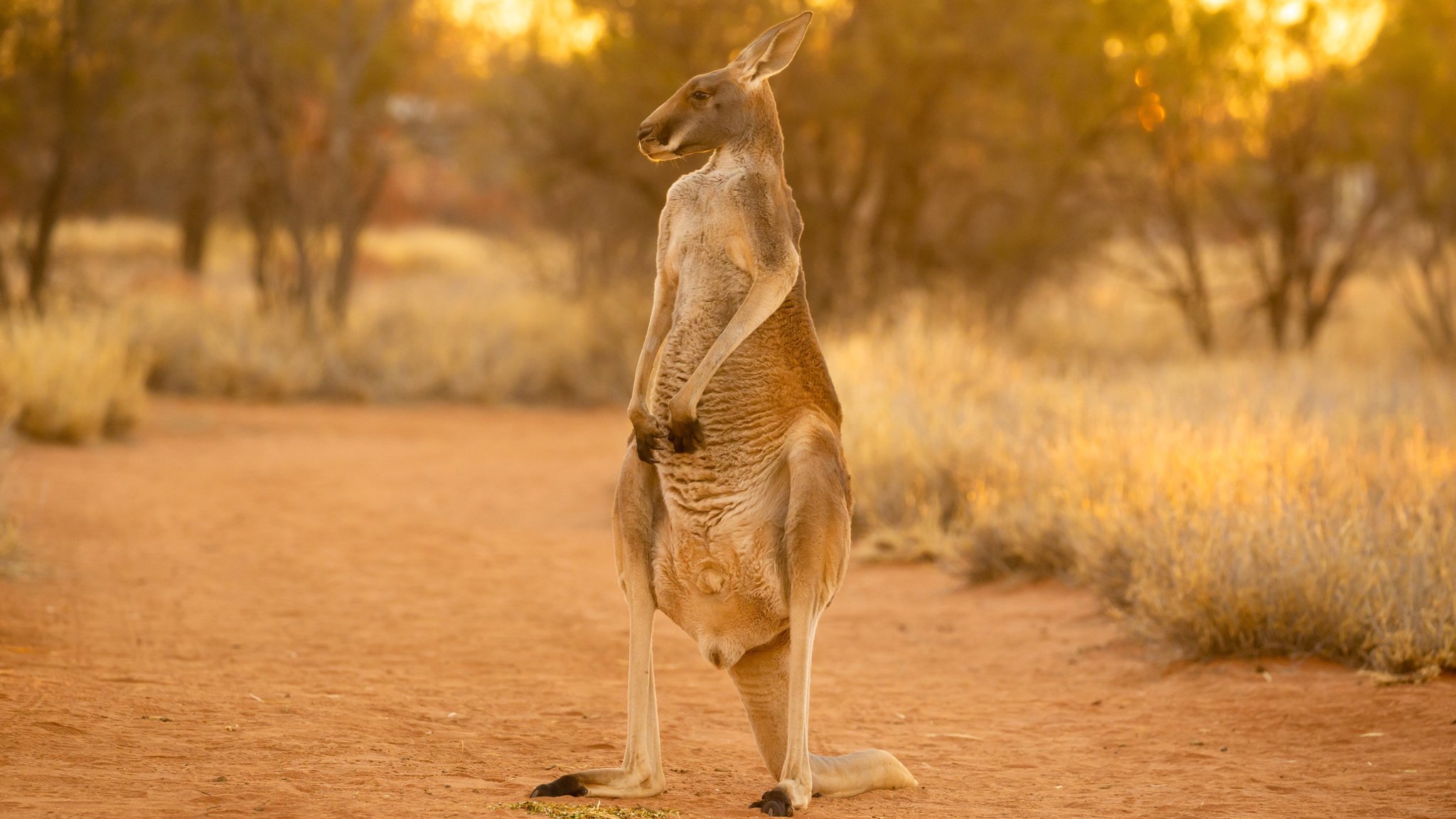 red kangaroo feet