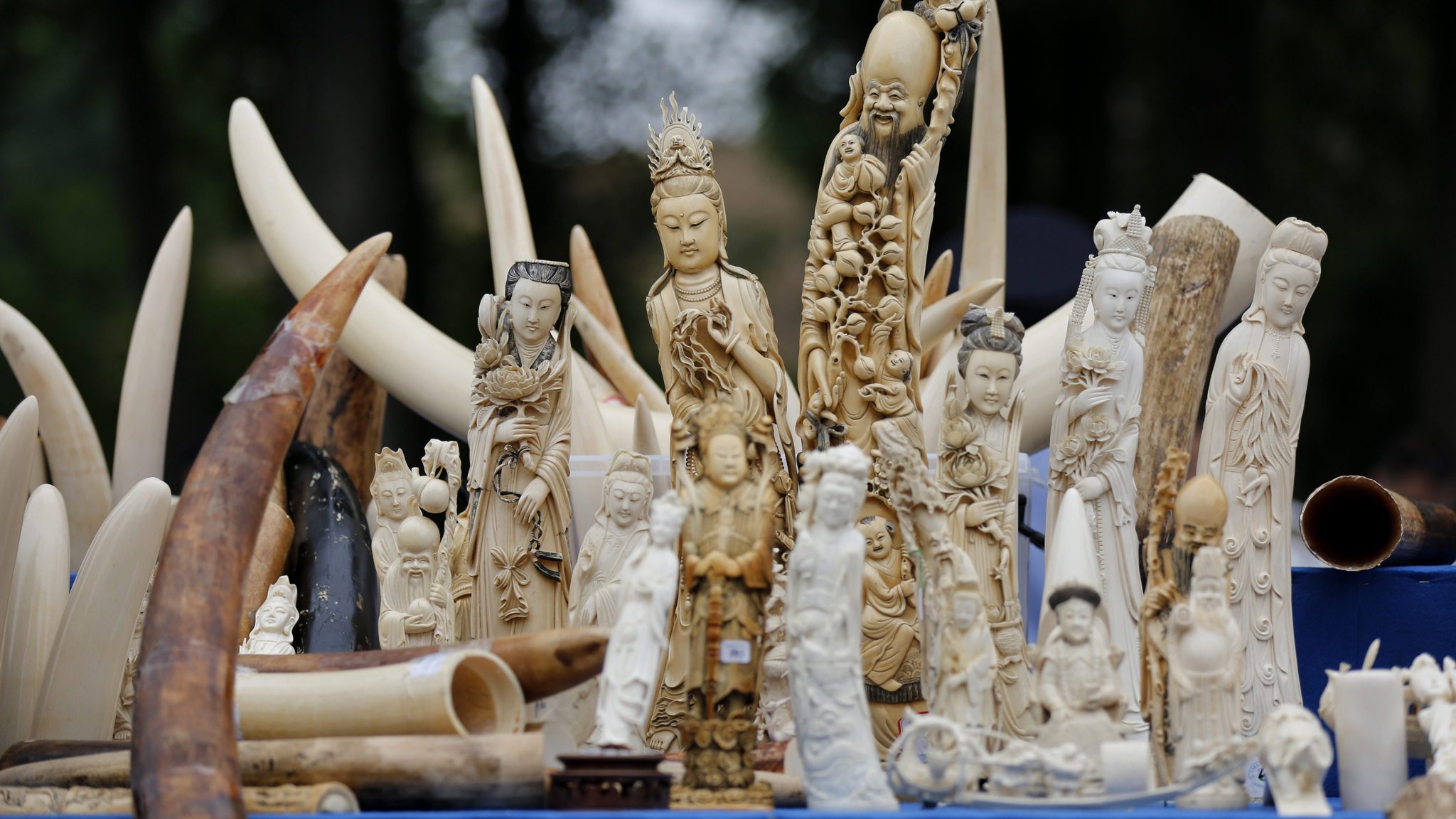 China announces comprehensive ban on ivory trade