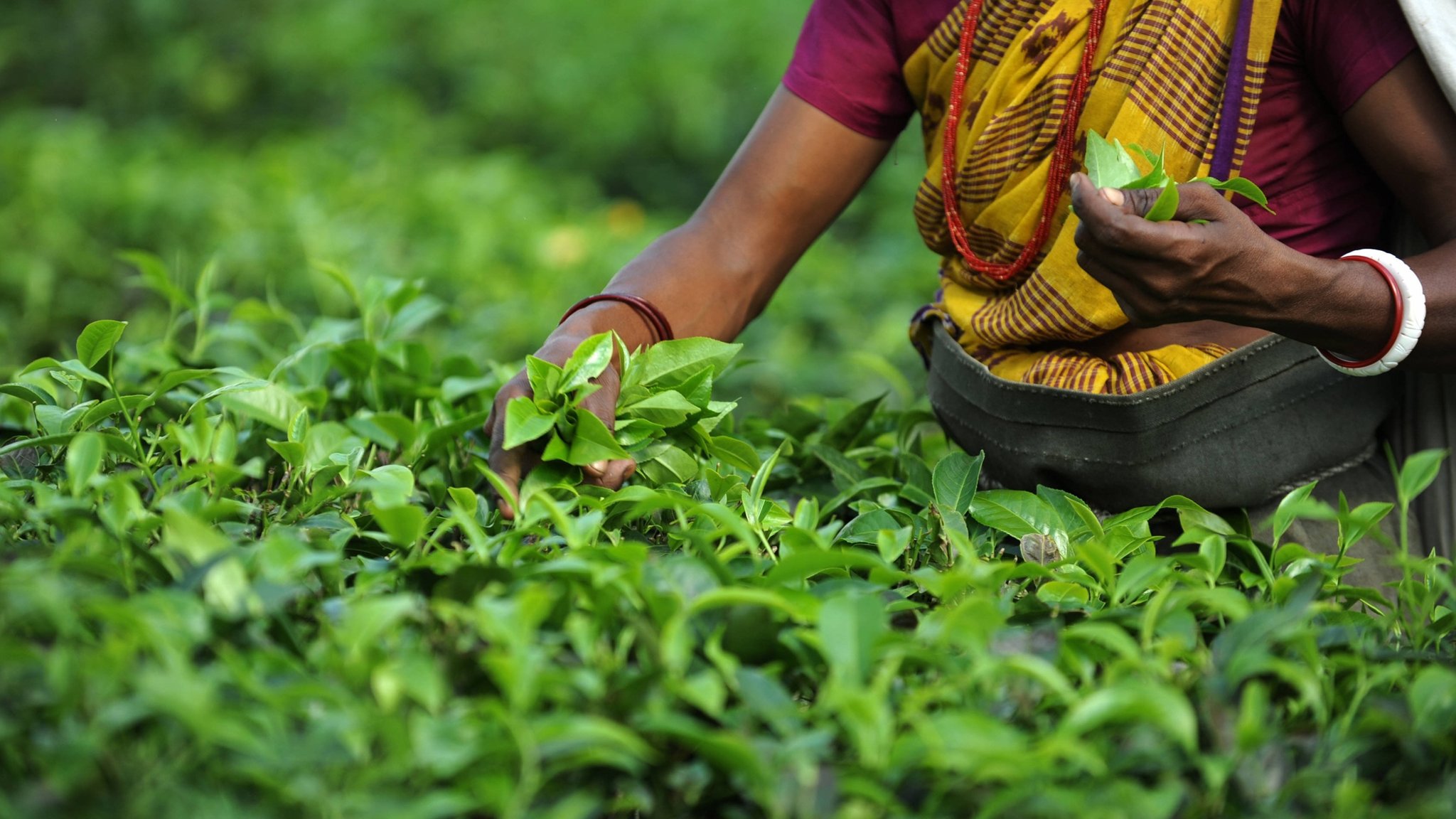 India ethnic unrest threatens Darjeeling tea harvest