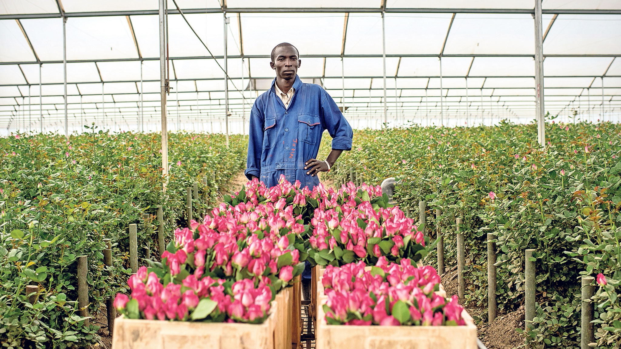 Why Flowers In Uk Vases Are Causing Tensions In Kenya Financial Times