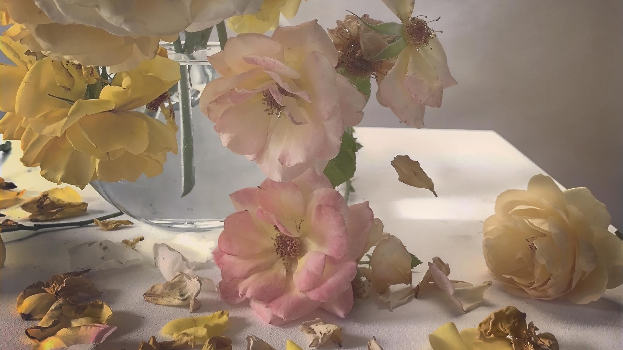 Portrait of a rose: photographs from Nick Knight's garden