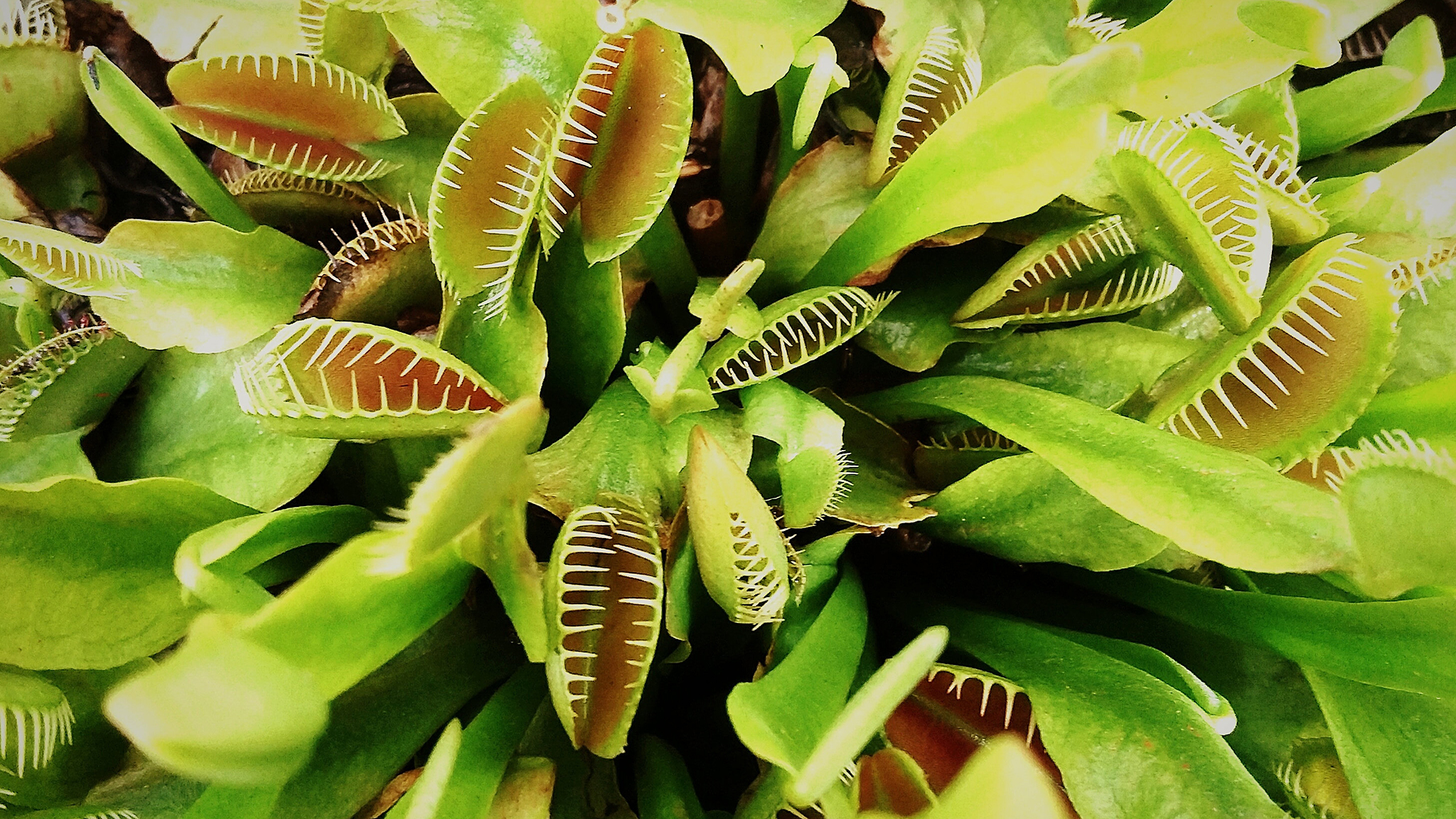 carnivora plant