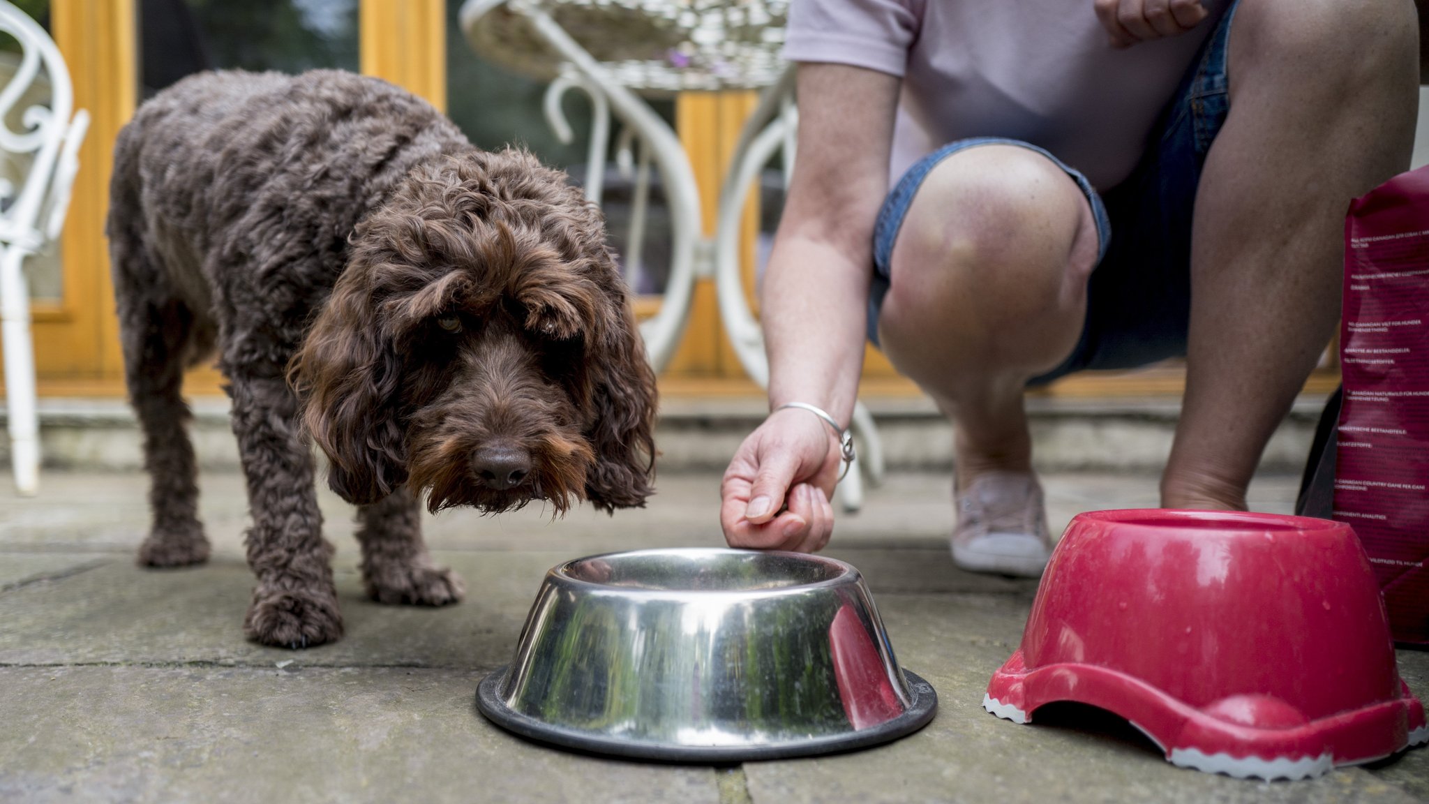 Focus On Gourmet Feasts For Canine Customers Lifts Uk Pet Food Sector Financial Times