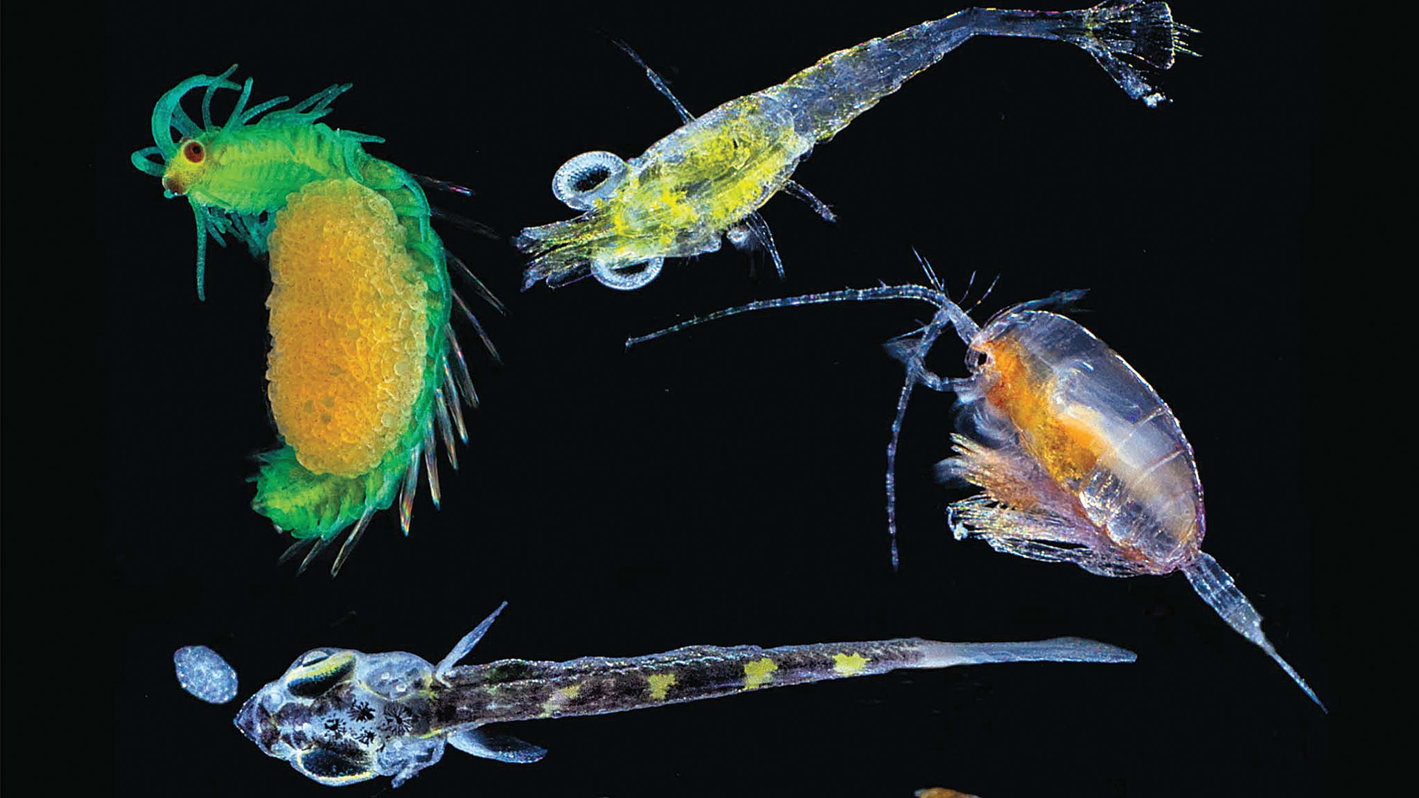 marine-biology-the-secret-life-of-plankton