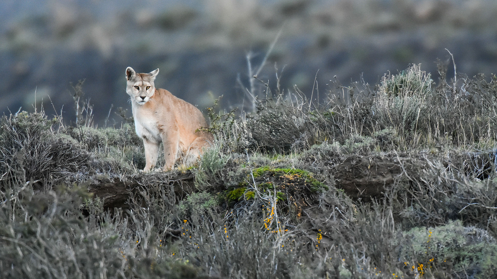 south common puma