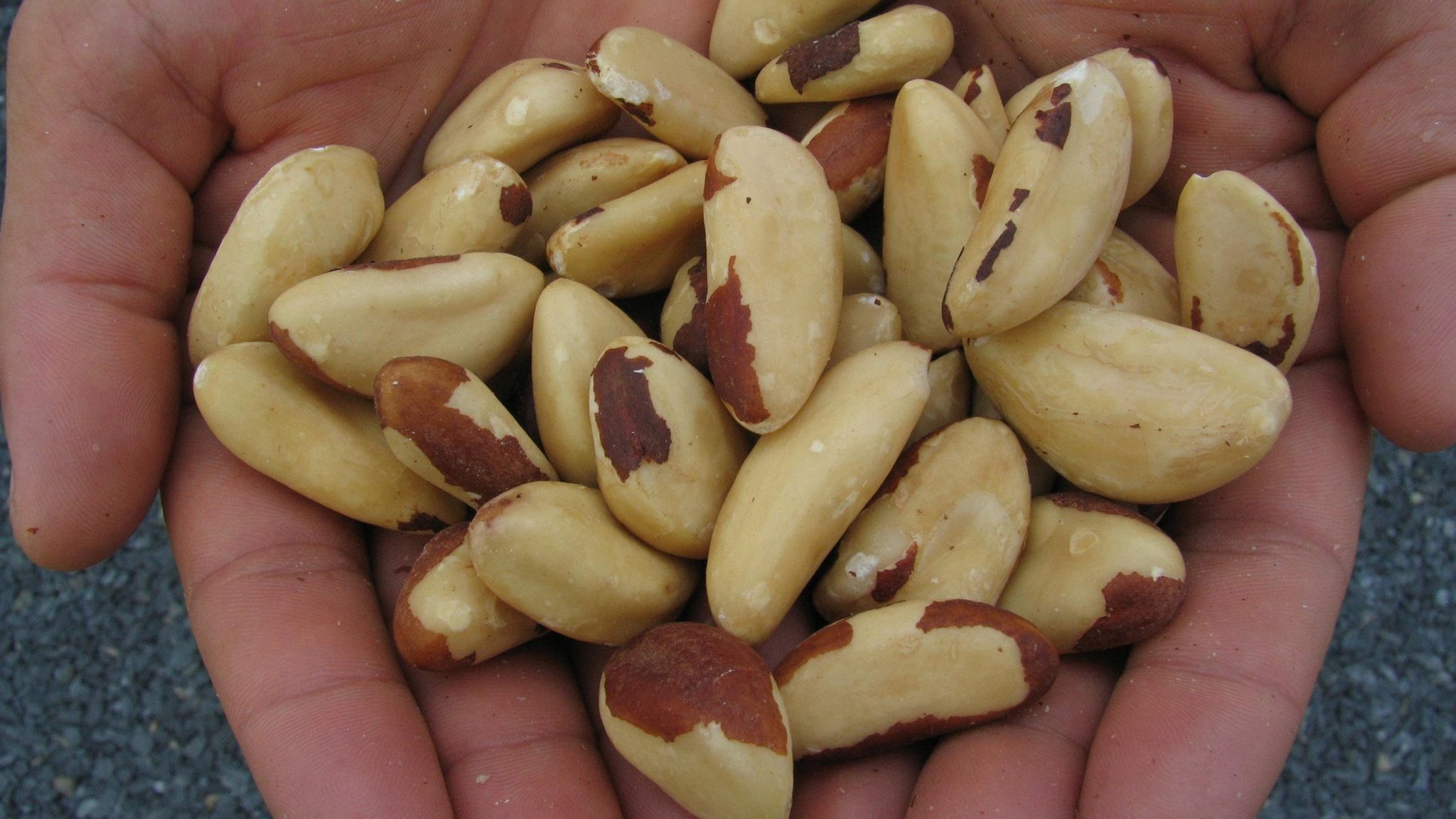 picture of brazil nuts