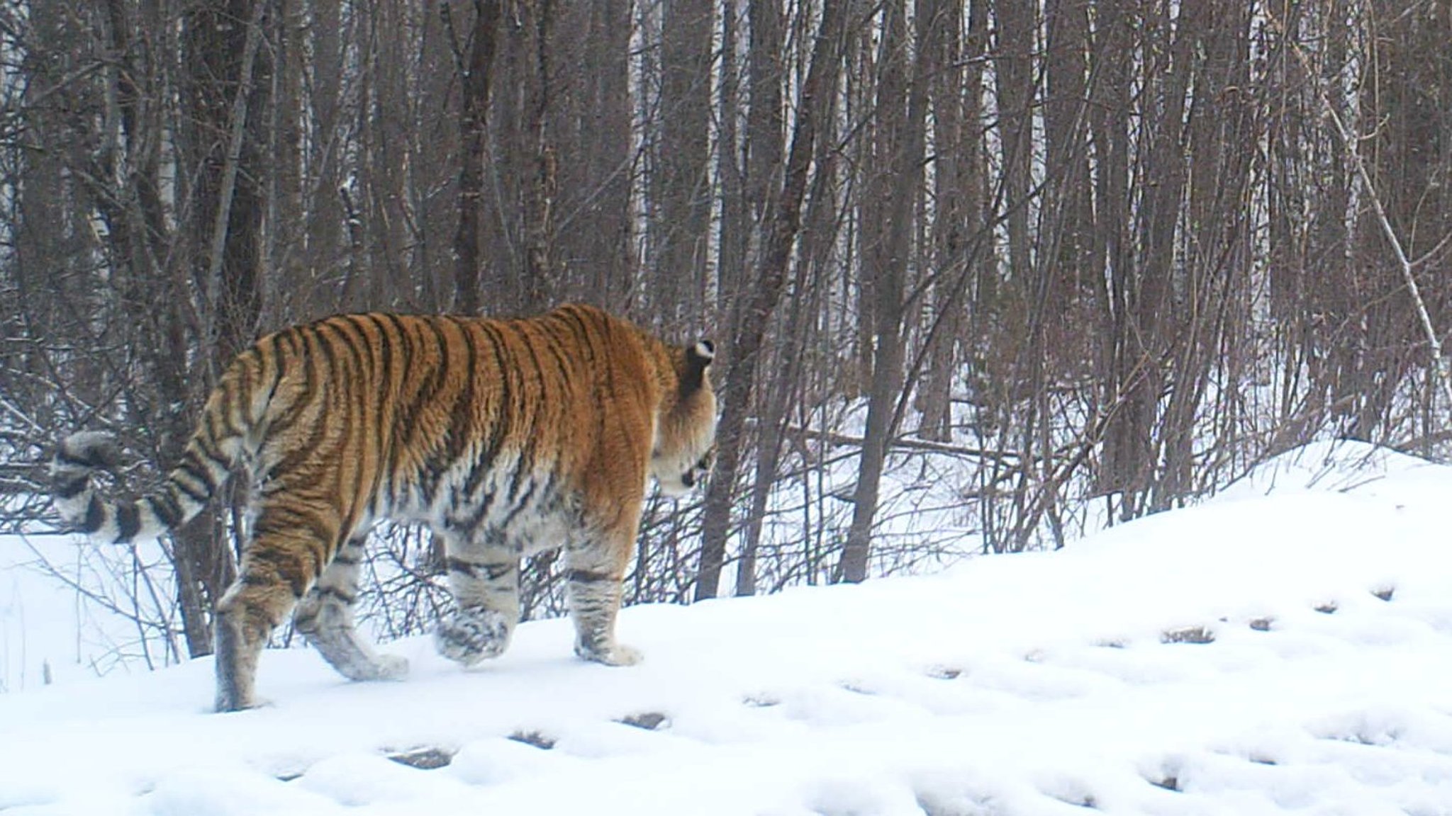 amur tiger in snow