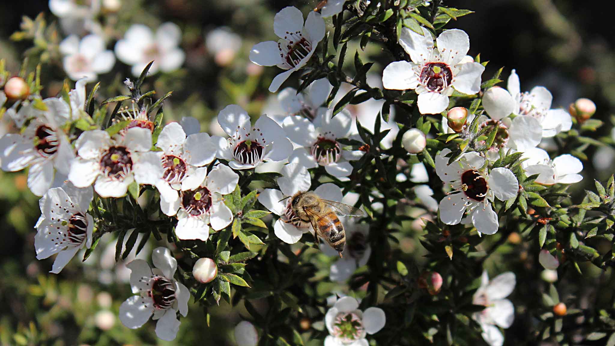 manuka honey flower bees zealand pollen gathering makers fight right ft