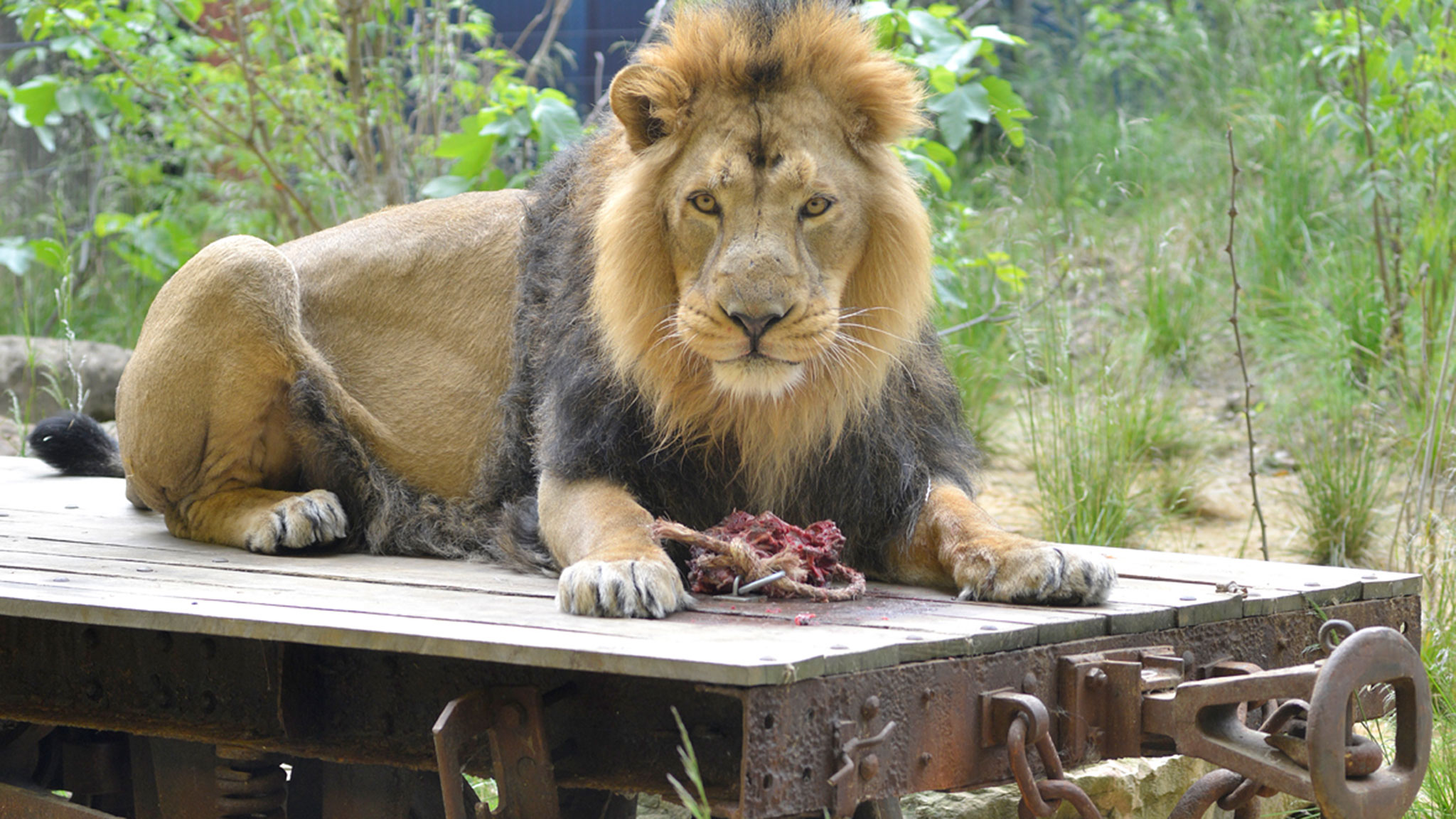 Sleeping lions at London Zoo