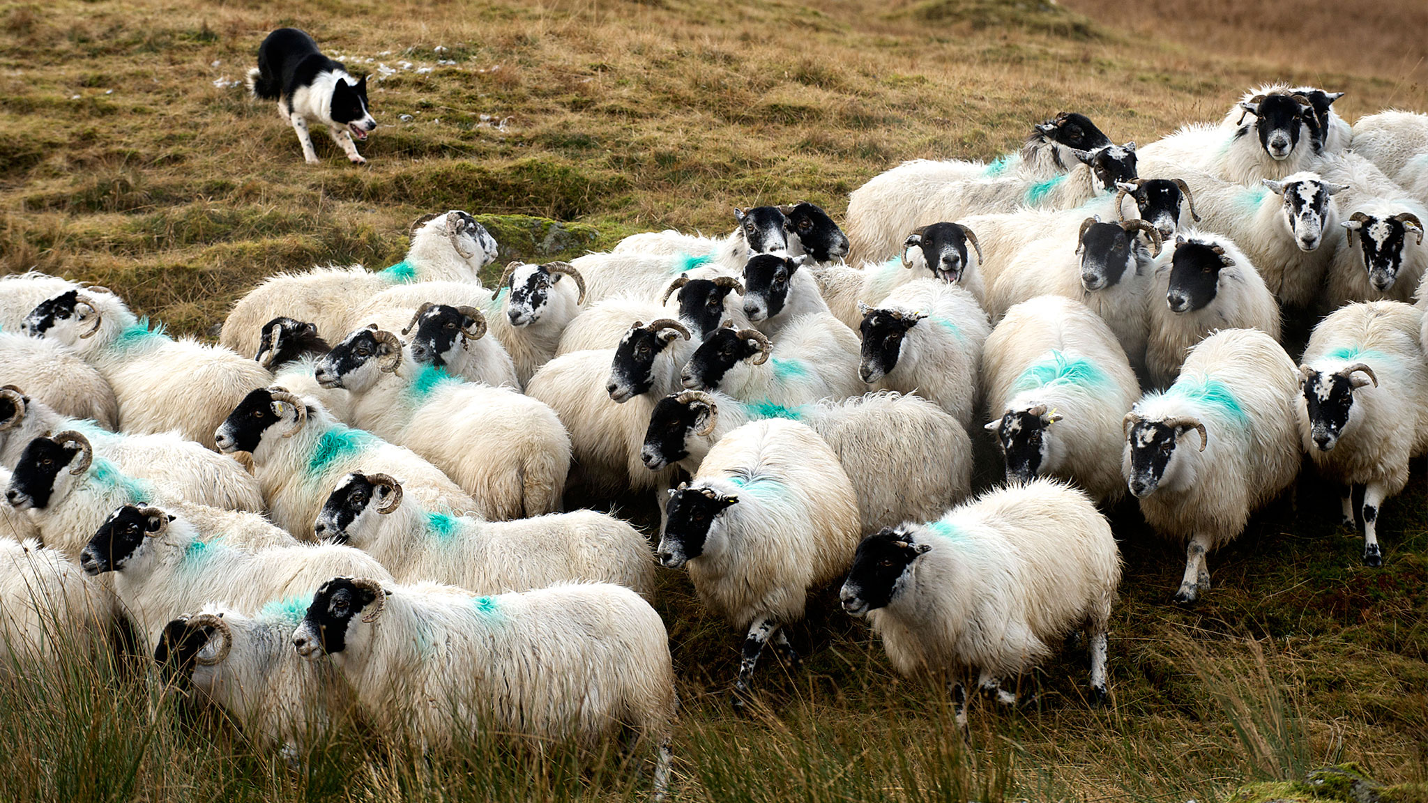 How To Stop Dog Herding Behavior