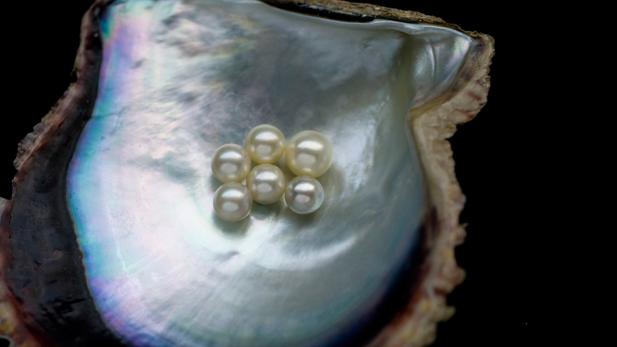 how much are clam pearls worth