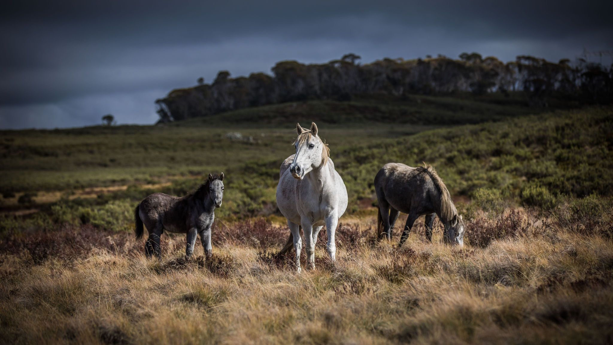 Passions Run High Over Future Of Australia S Wild Horses Financial Times