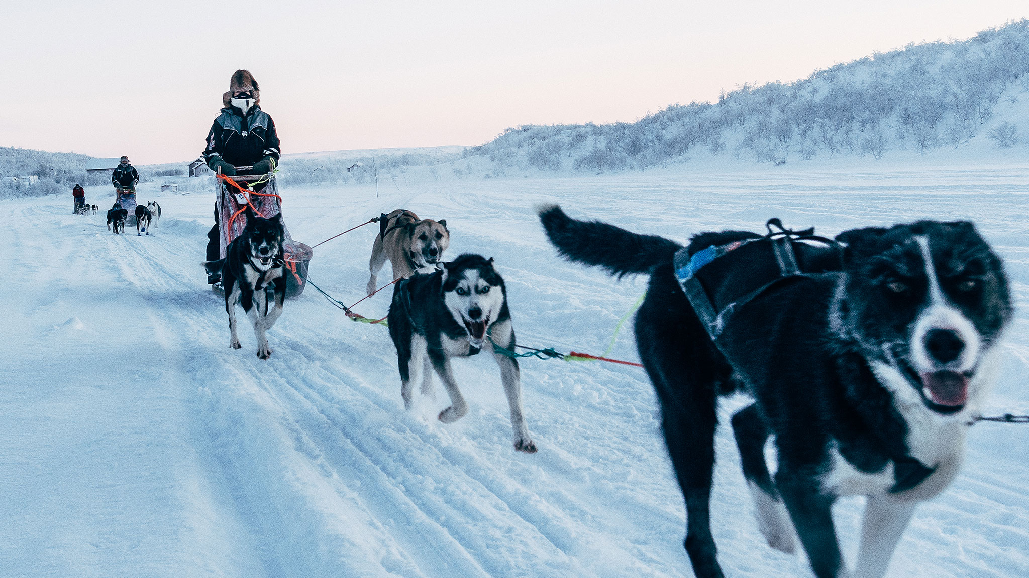 norwegian sled dog