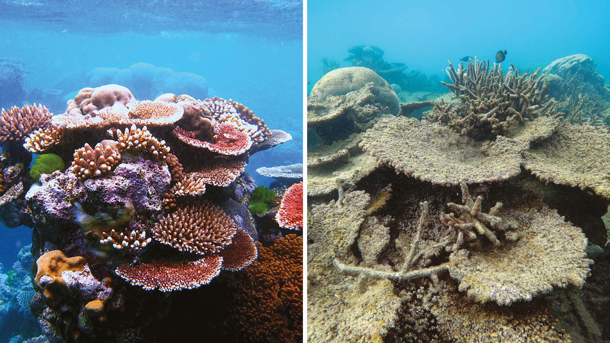 Paradise lost the crisis on the Great Barrier Reef