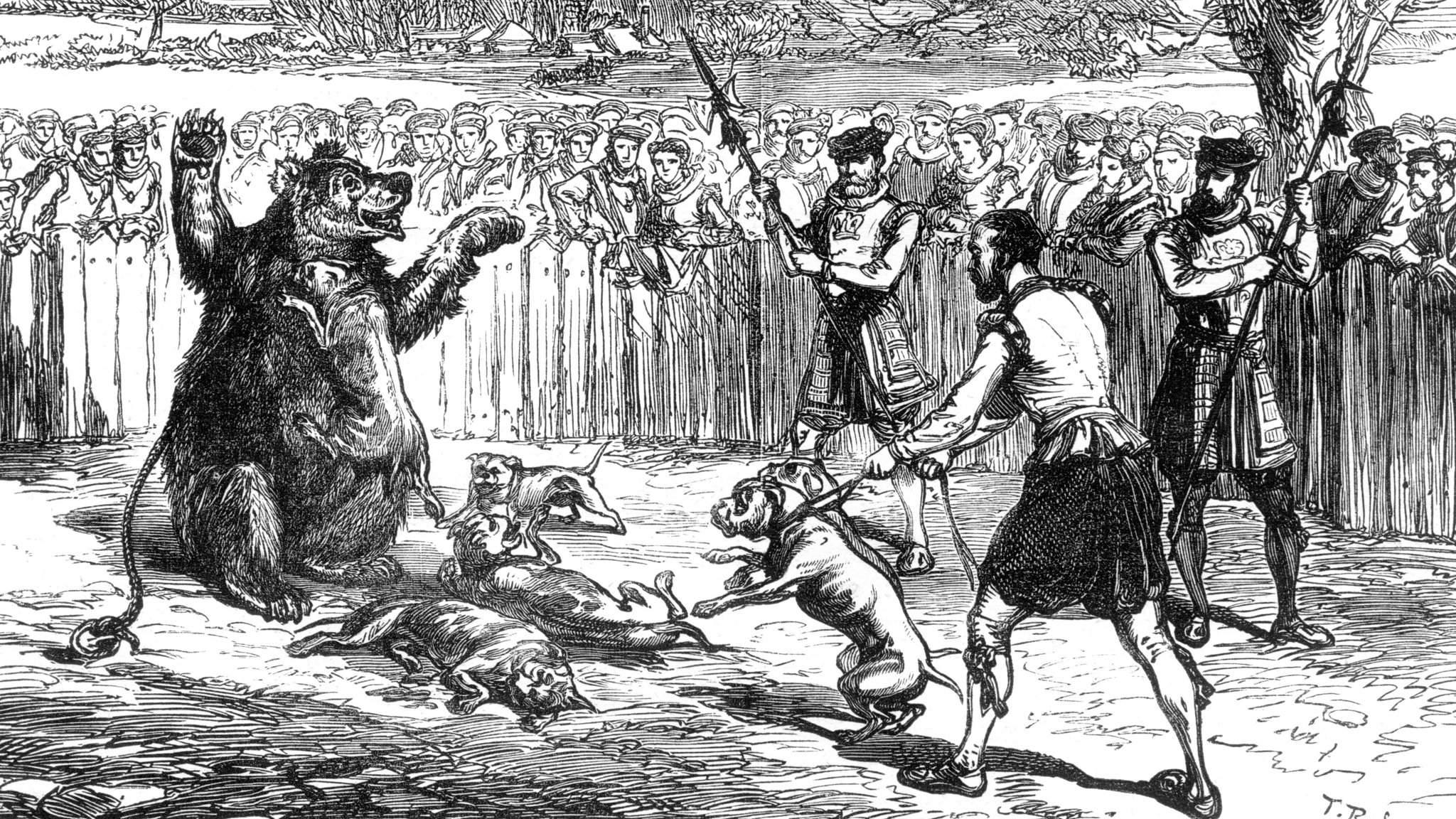 Image result for bear baiting in the elizabethan era