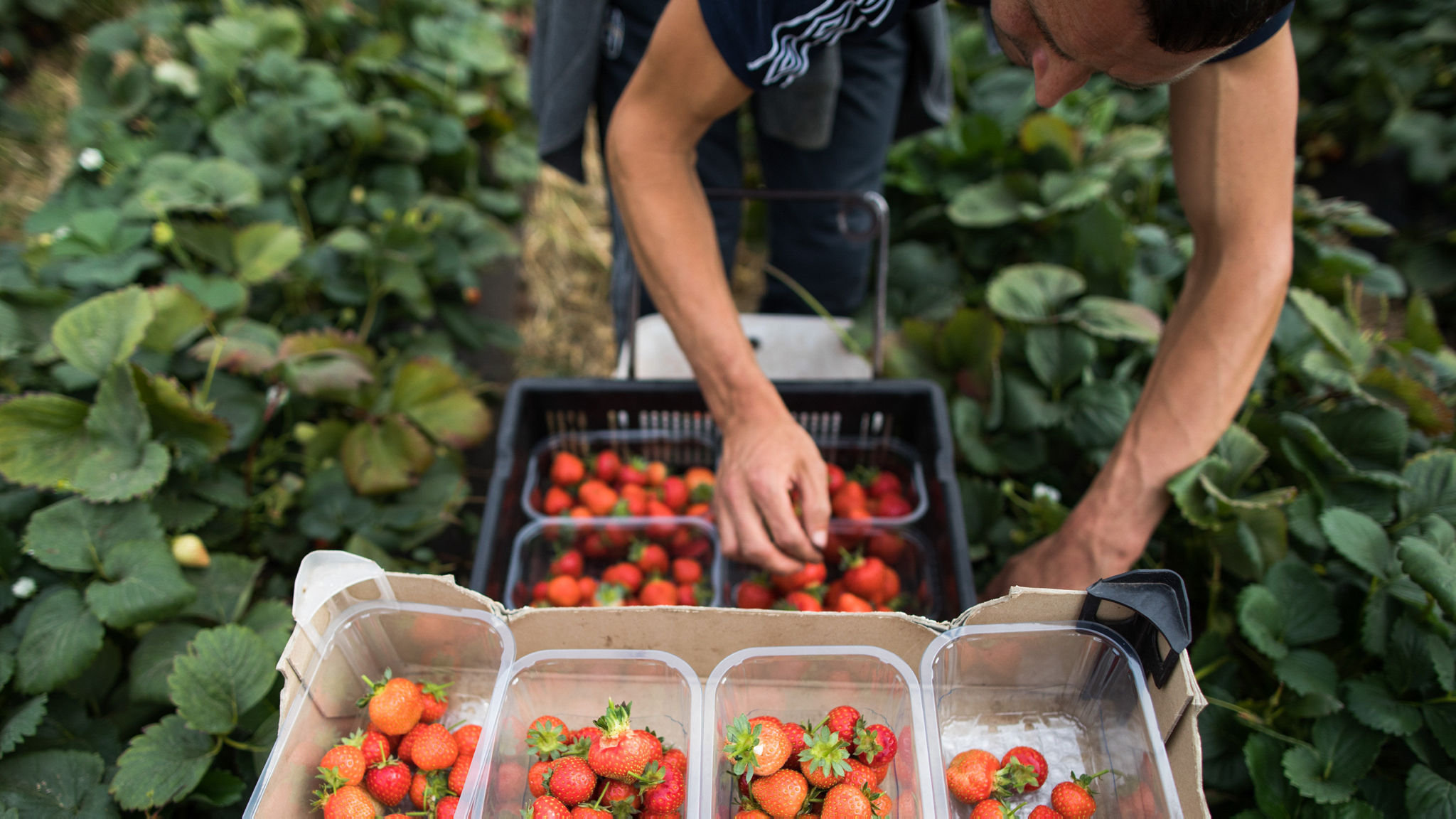 Letter Get Robots Into The Fields As Quickly As Possible