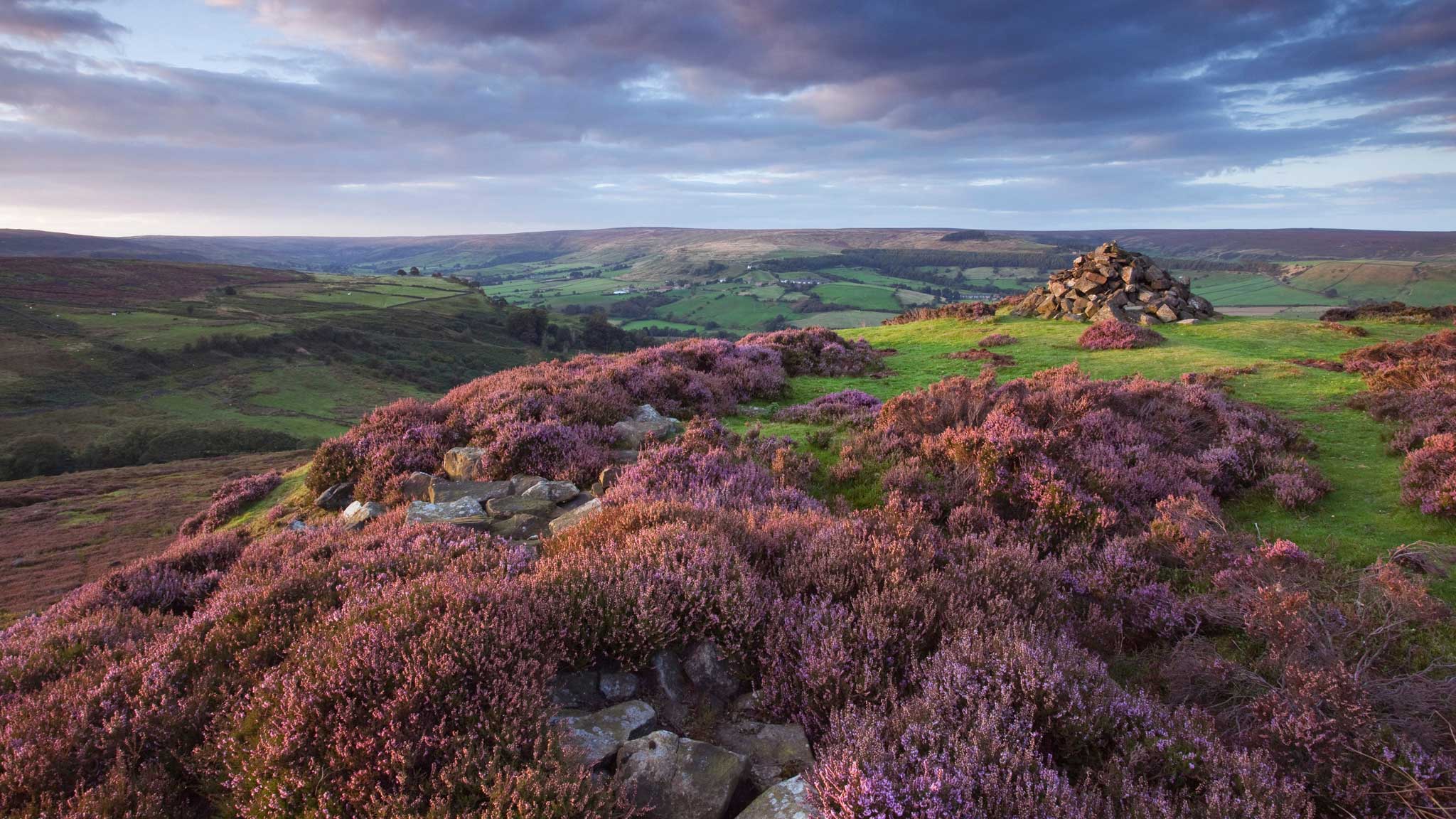 Landscape Moor Surprises From Rare Birds To Carnivorous Plants