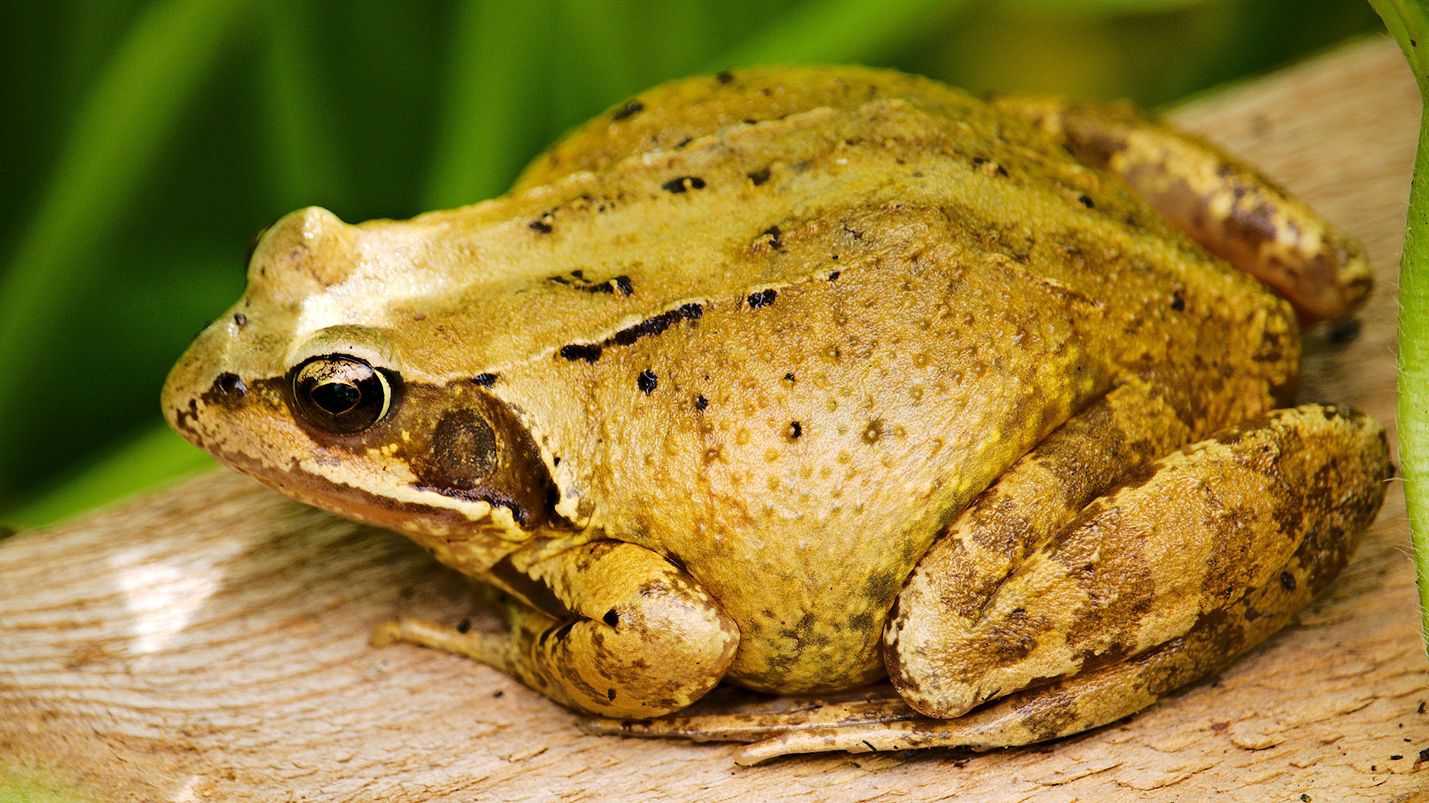 Bada boom! A tale of an exploding frog