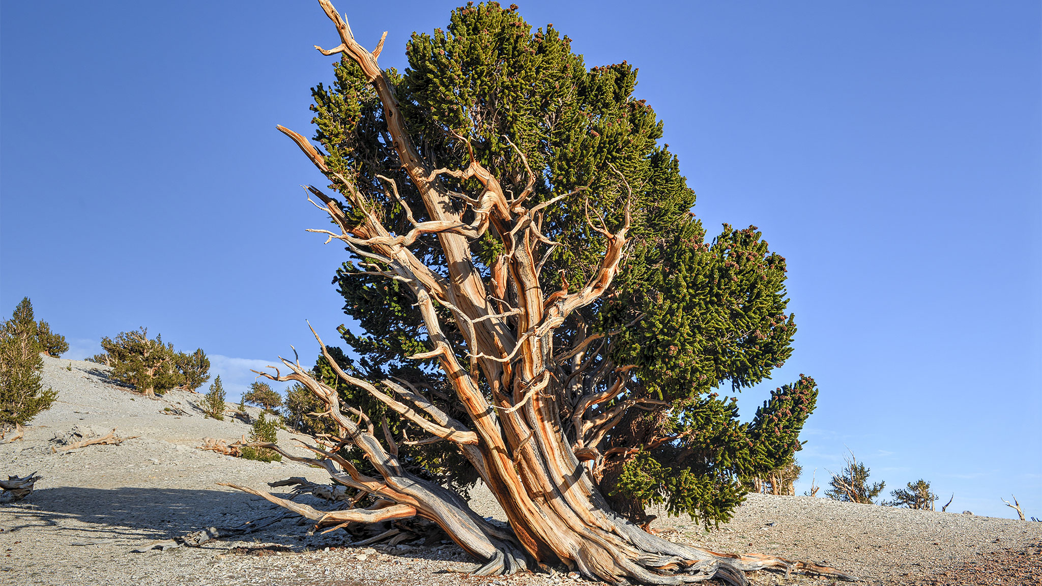 A Geographer’s Notebook: the world’s oldest tree